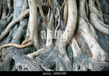 Gros plan du tronc de Banyan Tree ou de Ficus benghalensis avec de longues racines entrelacées dans une forêt sauvage de jungle Banque D'Images