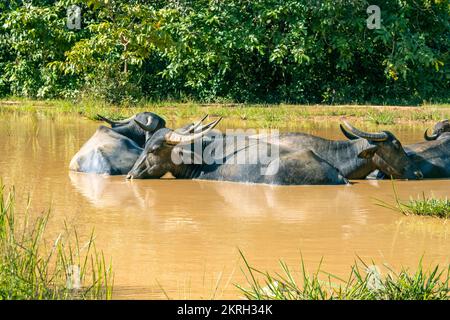Les buffles d'eau ou les buffles asiatiques dans le lac indien pendant la chaude journée d'été, Inde Banque D'Images