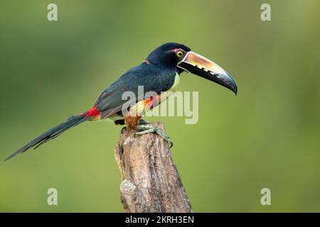 L'aracari à collier ou araçari à collier (Pteroglossus torquatus) est un oiseau proche des passereaux de la famille des toucans Ramphastidae. Banque D'Images