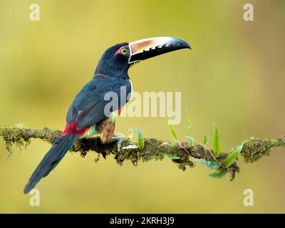 L'aracari à collier ou araçari à collier (Pteroglossus torquatus) est un oiseau proche des passereaux de la famille des toucans Ramphastidae. Banque D'Images
