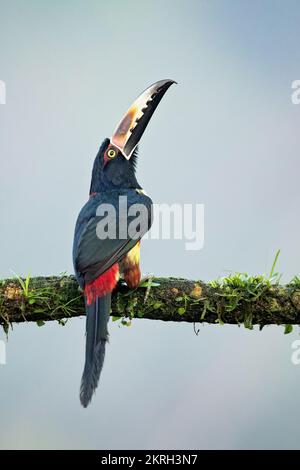 L'aracari à collier ou araçari à collier (Pteroglossus torquatus) est un oiseau proche des passereaux de la famille des toucans Ramphastidae. Banque D'Images