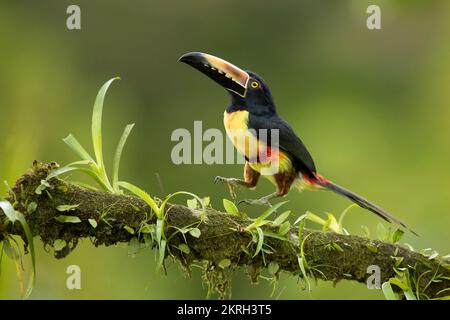 L'aracari à collier ou araçari à collier (Pteroglossus torquatus) est un oiseau proche des passereaux de la famille des toucans Ramphastidae. Banque D'Images