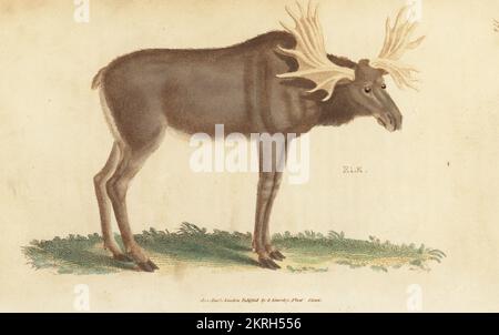 Wapiti (en Eurasie) ou orignal (en Amérique du Nord), Alces alces. Elk, Cervus as. Gravure sur plaque de coperplate de couleur main par James Heath de la zoologie générale de George Shaw : Mammalia, Thomas Davison, Londres, 1801. Banque D'Images