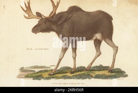 Wapiti (en Eurasie) ou orignal (en Amérique du Nord), Alces alces. D'un spécimen au musée Leverian. Elk, Cervus as. Gravure sur plaque de coperplate de couleur main par James Heath de la zoologie générale de George Shaw : Mammalia, Thomas Davison, Londres, 1801. Banque D'Images