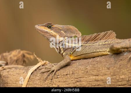 Le basilique commun (Basiliscus basiliscus) est une espèce de lézard de la famille des Corythophanidae. Banque D'Images