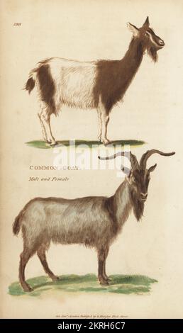 Chèvre commun, chèvre domestique, billie mâle et nounou femelle, Capra hircus. Gravure sur plaque de coperplate en couleur main par James Heath de la zoologie générale de George Shaw : Mammalia, Thomas Davison, Londres, 1801. Banque D'Images