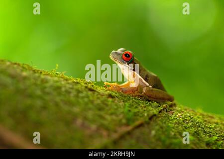 La grenouille de ruisseau aux yeux roux ou grenouille de ruisseau aux yeux roux (Duellmanohyla rufioculis) est une espèce de grenouille de la famille des Hylidae. Banque D'Images