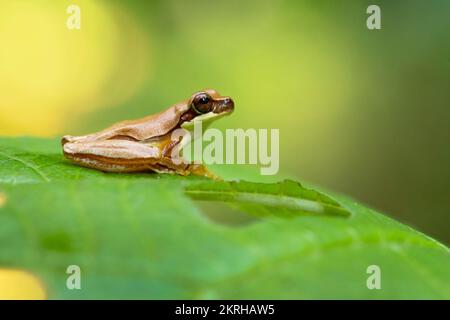 Dendropsophus ebraccatus, également connu sous le nom de grenouille des arbres à sablier, se référant à la forme de sablier brun doré vue entourée de jaune peau Banque D'Images