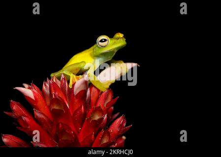 Grenouille des arbres de la zone Canal Banque D'Images