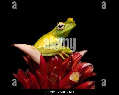 Grenouille des arbres de la zone Canal Banque D'Images