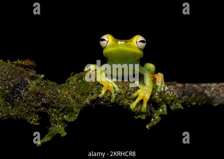 Grenouille des arbres de la zone Canal Banque D'Images