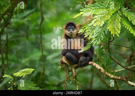 Singe araignée de Geoffroy Banque D'Images