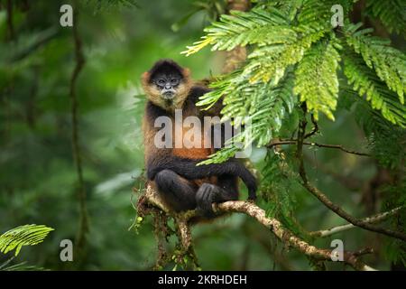 Singe araignée de Geoffroy Banque D'Images