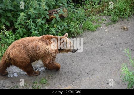 Ours brun, en latin appelé Ursus arctos, marchant sur un sentier boueux dans le parc ours à Berne, Suisse. Banque D'Images