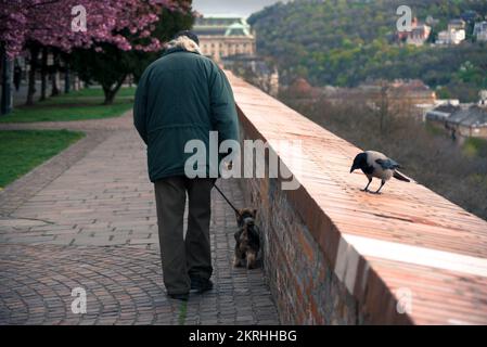 Crow et la vieille personne marchant le chien dans une ville Banque D'Images