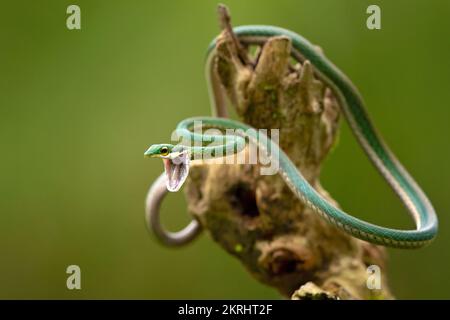 Serpent de perroquet Banque D'Images