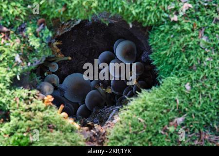 Le Tuft de soufre, Hypholoma fascuiculare, est un champignon toxique, se cachant sur un vieux tronc d'arbre avec de la mousse verte au premier plan flou Banque D'Images