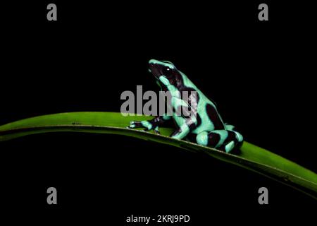 Green and black poison dart frog Banque D'Images