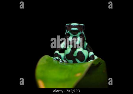 Green and black poison dart frog Banque D'Images