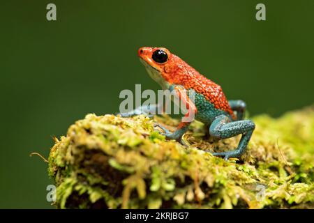 Grenouille empoisonnée en granulés Banque D'Images