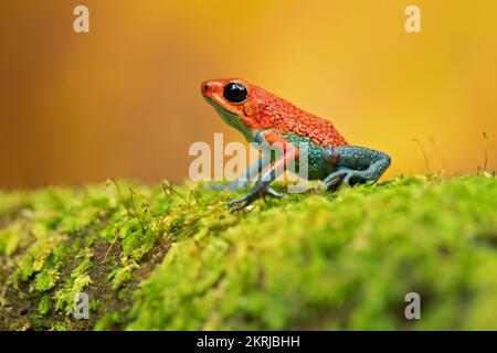 Grenouille empoisonnée en granulés Banque D'Images