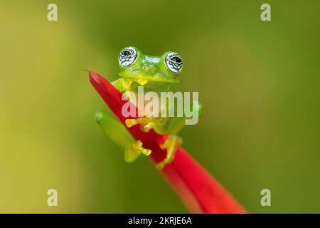 Grenouille en verre géant Limon Banque D'Images