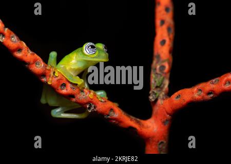 Grenouille en verre géant Limon Banque D'Images