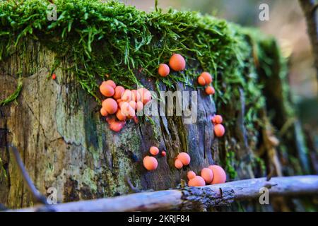 Bois lycogala, lycogala épidendrum, communément appelé lait de loup. Petits champignons brillants - le mucus pousse sur des souches mi-pourries. Banque D'Images
