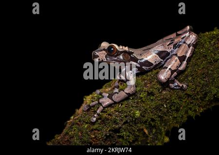 Grenouille à tête épineuse Banque D'Images