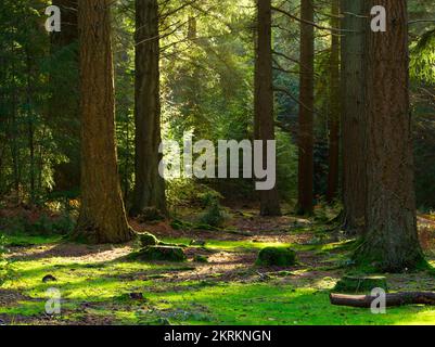 Arbres à faible lumière du soleil dans la Nouvelle forêt, en Angleterre du Sud Banque D'Images