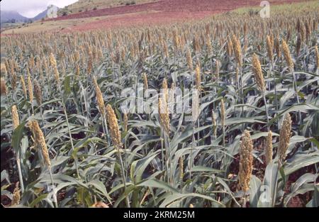 Jowar est communément appelé par divers noms dans l'Inde- jwaarie, jowar, jola, ou jondhalaa et est utilisé pour faire bhakri, jowar roti, ou jolada rotti. Son nom anglais Sorghum, vient de la famille à laquelle il appartient, Sorghum vulgare. Largement cultivé en Asie et en Afrique, le jowar est une source de nutrition de base dans les zones arides, et il n'a pas besoin de soins particuliers pour grandir. Il existe 30 variétés de sorgho, dont une seule est utilisée pour la consommation humaine. C'est la céréale la plus importante du monde en 5th. Banque D'Images