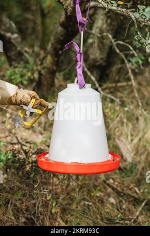 Croiser la personne anonyme accrochant le creux blanc avec le sirop sur la branche d'arbre dans la forêt d'abeilles foes Banque D'Images