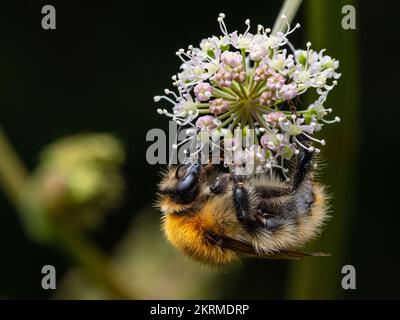 Vue rapprochée de l'abeille commune (Bombus Pascuorum) Banque D'Images