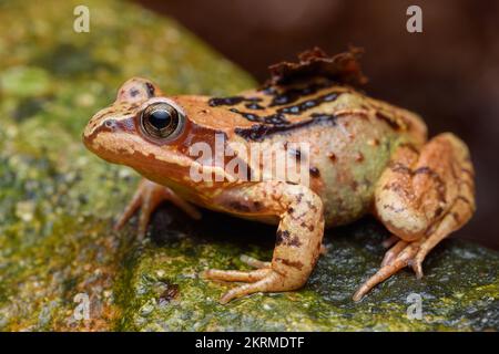 Grenouille commune européenne (Rana temporaria) debout sur une pierre Banque D'Images