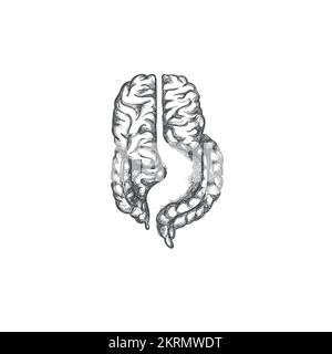 Logo cerveau et intestin, illustration anatomique Illustration de Vecteur