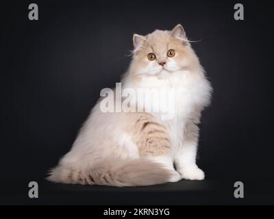 Rare mâle Tortie britannique Longhair chat chaton, assis sur les côtés. En regardant vers l'appareil photo. Isolé sur un fond noir. Banque D'Images