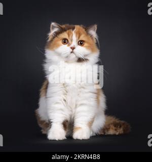 Adorable tortie britannique long chat chaton, assis face à l'avant. En regardant vers l'appareil photo. Isolé sur un fond noir. Banque D'Images
