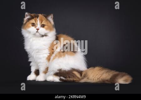 Adorable tortie britannique long chat chaton, assis sur les côtés. En regardant vers l'appareil photo. Isolé sur un fond noir. Banque D'Images