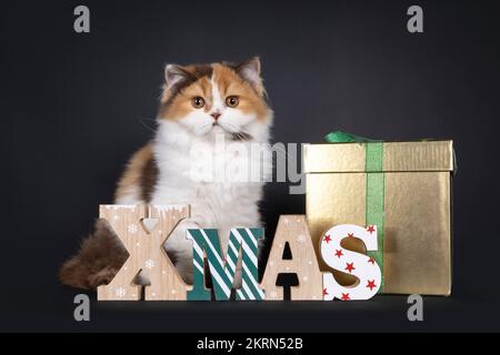 Adorable tortie britannique long chat chaton, assis sur les côtés derrière le texte de Noël en bois et boîte cadeau dorée. En regardant vers l'appareil photo. Isolé sur un bl Banque D'Images