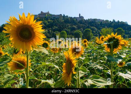 Amelia (Italie) - Une vue de beau centre historique en pierre avec des tournesols sur la colline, avec de nombreuses ruelles, dans la province de Terni, région de l'Ombrie. Banque D'Images