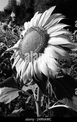 Amelia (Italie) - Une vue de beau centre historique en pierre avec des tournesols sur la colline, avec de nombreuses ruelles, dans la province de Terni, région de l'Ombrie. Banque D'Images