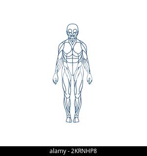 Illustration anatomique, muscles Illustration de Vecteur