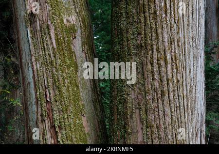 Troncs de cèdre japonais Cryptomeria japonica. Nikko. Préfecture de Tochigi. Japon. Banque D'Images