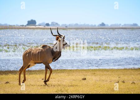 L'animal mâle Kudu avec de grands bois traverse de gauche à droite de la rivière Chobe. Parc national de Chobe, Botswana, Afrique Banque D'Images