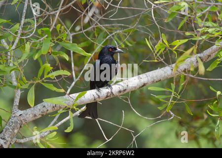 Drongo étoilé dans le Queensland, en Australie Banque D'Images