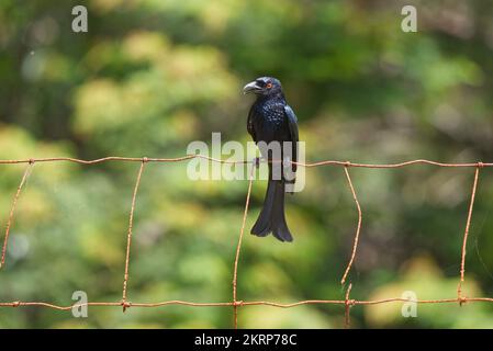 Drongo étoilé dans le Queensland, en Australie Banque D'Images
