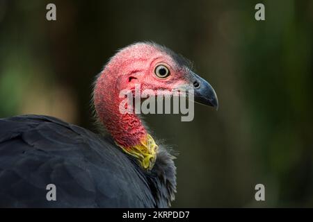 Une femelle Brush Turkey (Alectura lathami) Gladstone Australie Banque D'Images