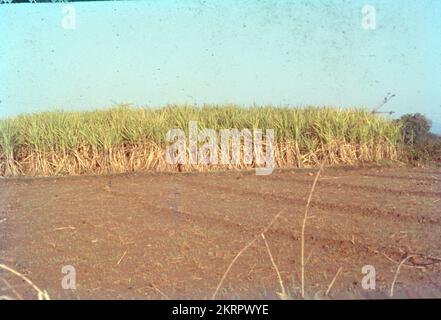 La canne à sucre ou la canne à sucre est une espèce de grande herbe vivace utilisée pour la production de sucre. Les plantes mesurent de 2 à 6 m de hauteur et sont dotées de tiges fibreuses, articulées, riches en saccharose, qui s'accumulent dans les entremêles des tiges. Canne à sucre (Saccharum officinarum), herbe vivace de la famille des Poaceae, principalement cultivée pour son jus à partir duquel le sucre est transformé. La canne à sucre est une culture à forte teneur en eau qui reste dans le sol toute l'année. En tant que l'une des cultures les plus abondantes du monde, est largement cultivée en Inde. Il fournit un emploi à plus d'un million de personnes, directement ou indirectement. Banque D'Images