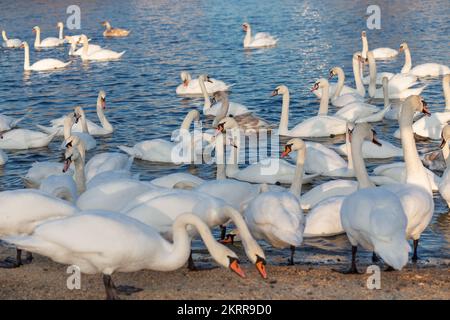 Un troupeau de cygnes mangeant du maïs et du grain sur les rives du Dnipro, Ukraine. Cygnes hivernants Banque D'Images
