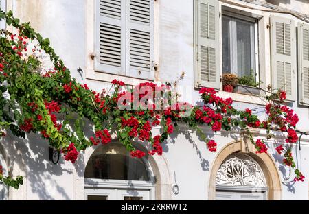 Crimson Bougainvillea fleurit sur un bâtiment en pierre blanche dans la vieille ville de Corfou, en Grèce Banque D'Images